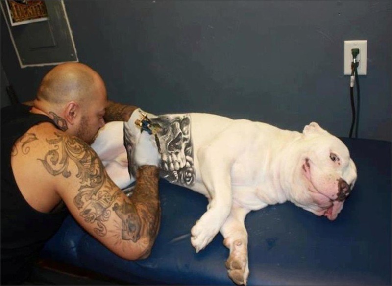 A revolta dos pets